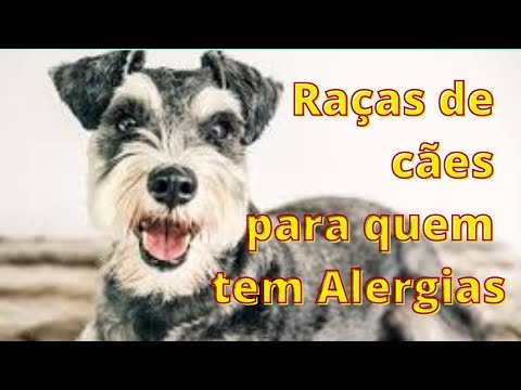 Vídeo: Dulmen Pony Horse Raça Hipoalergênica, Saúde E Longevidade