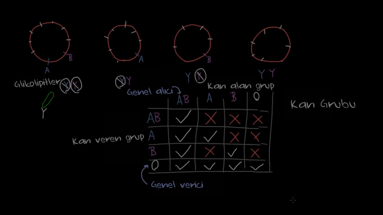 Kan Grupları (Biyoloji) (Sağlık Bilgisi ve Tıp)