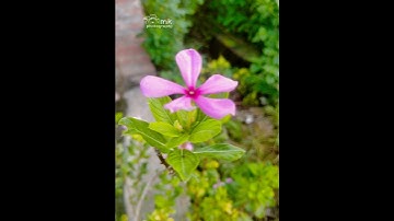 #sortvideo Kinemaster New Round wipe transition Lightroom effect editing #mk_editz016#sorts#viral