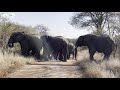 An Amazing Encounter Between Adine & the Wild Albino Elephant and Her Herd