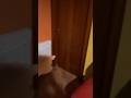 C’è un mostro marino nella mia vasca da bagno alle 3 di notte! #shorts #horror #paura #minecraft