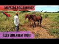 MAESTRO DOS BURROS - ELES ENTENDEM TUDO - VAQUEIRO PO