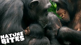 Fighting Chimps Endanger Baby The Secret Life Of The Zoo Nature Bites