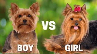 Male vs Female Yorkie: What You MUST Know Before Choosing
