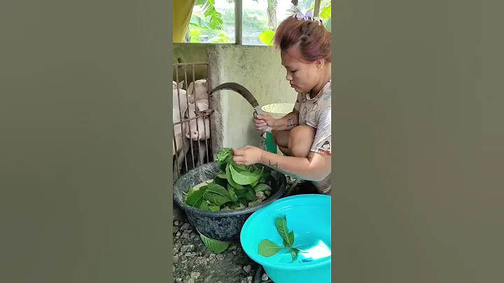quick gree feeding #farmer #animals #pigfeed #pigbreeding #pig #hogger #pigfarming