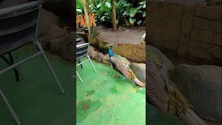 melihat burung merak secara dekat #burungmerak #satwalangka #shorts #meghankalila