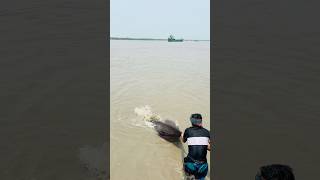 Catching a Monster Fish in Sundarbans with Traditional Cast Net!#amazing #fishing #villagelife