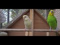 Budgie Mating sound | Female lutino budgie trying to mate with Male | Mating Call | BudgieBuddy