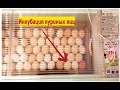 Инкубация куриных яиц.  Правильная закладка яиц в инкубатор. Как отобрать и проверить яйца.