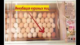 Инкубация куриных яиц.  Правильная закладка яиц в инкубатор. Как отобрать и проверить яйца.