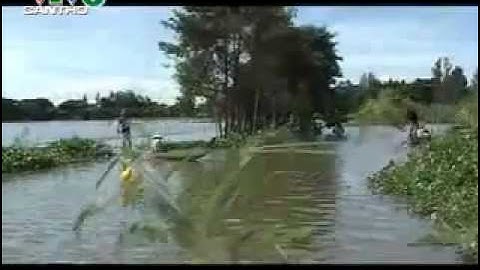 [Ký ức miền tây] Kỳ 137 - Mùa cá linh - upload by hgth.vn