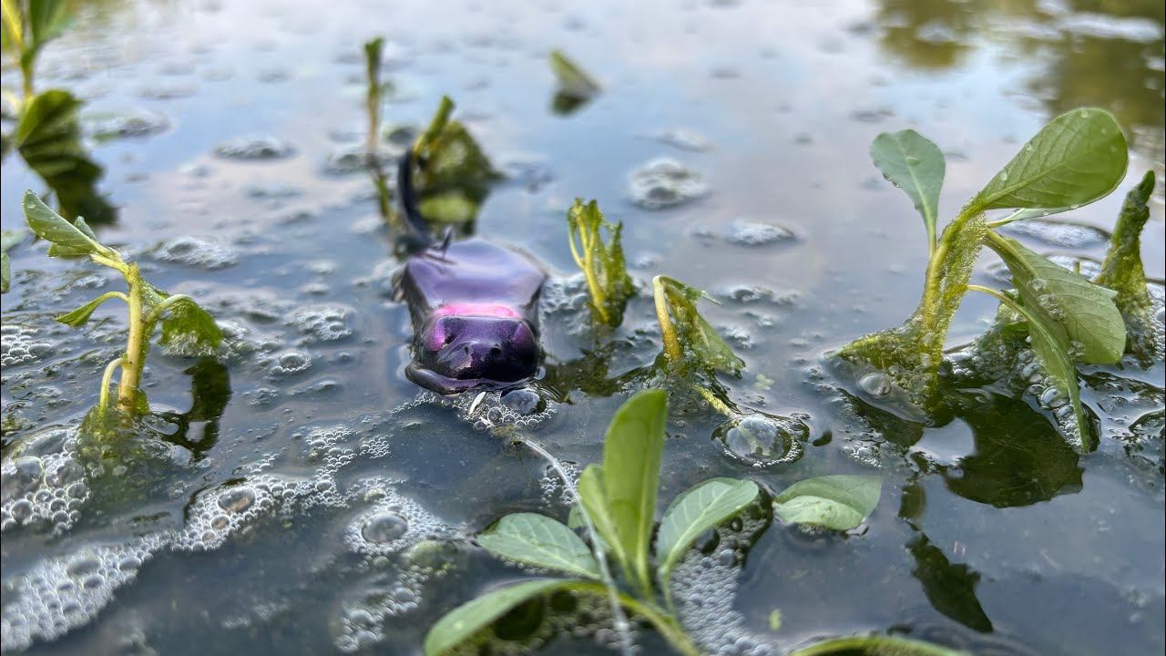 Les aspes sont de sortie et les brochets attaquent en surface.une session inattendue.