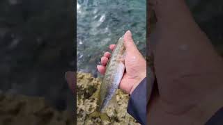 longfin pike catch and release #fishing #fish #shorts