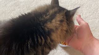 Lucy Demands Hand Feeding