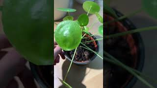 Pilea verliert Bltter oder wird gelb? #pflanzen #pilea #pflanzenpflege -  YouTube