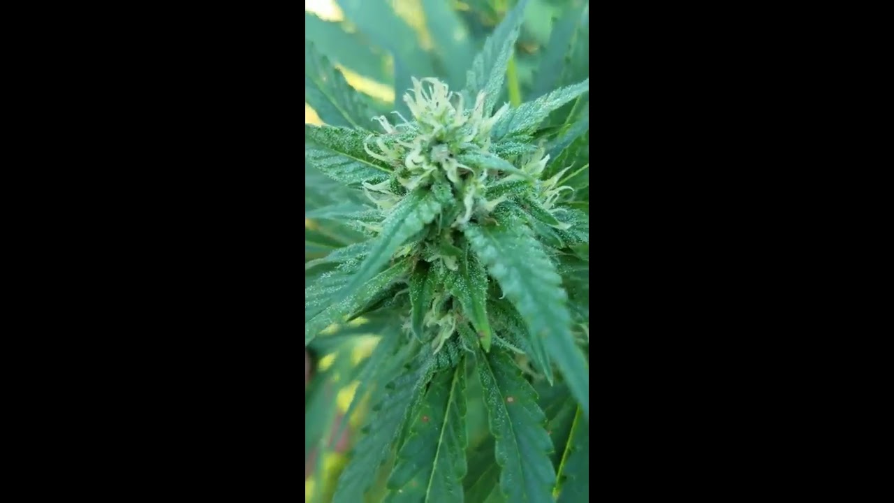 Gelato 33 Larry Bird cut