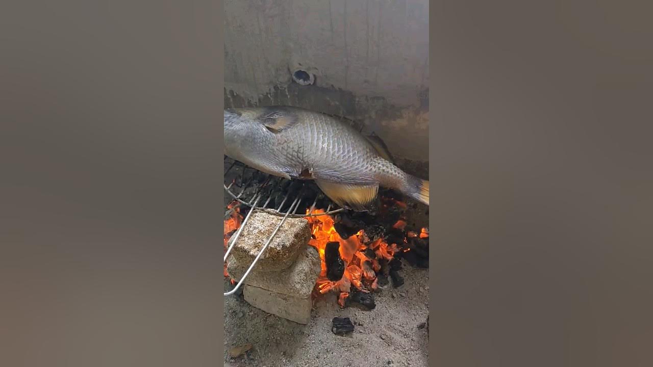 Grey Triggerfish overcooked? HOW? fishing food grilling simplelife