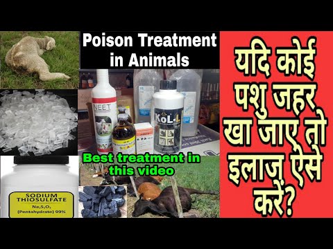 यदि कोई पशु जहर(Poison)खा जाए तो इलाज ऐसे करें?Poison Treatment in Animals