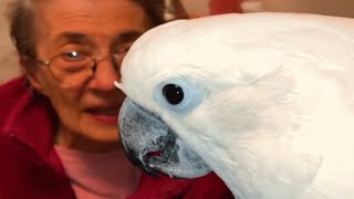 Cockatoo falls in love with grandma Barbara. Now guess what he calls all women.