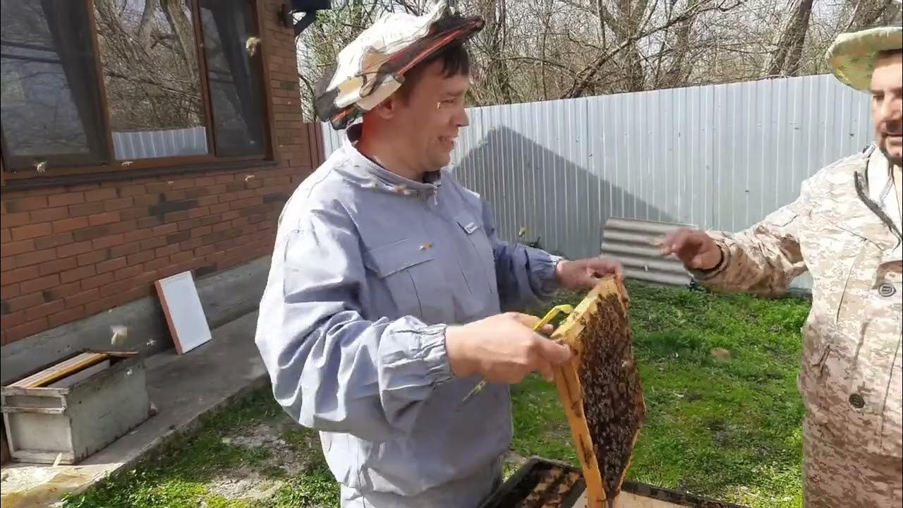 Пчеловоды братья марченко видео. Пчеловоды братья марченко видео. Пчеловод рябухин последнее. Пчеловоды братья марченко видео. Братья марченко вывод маток.