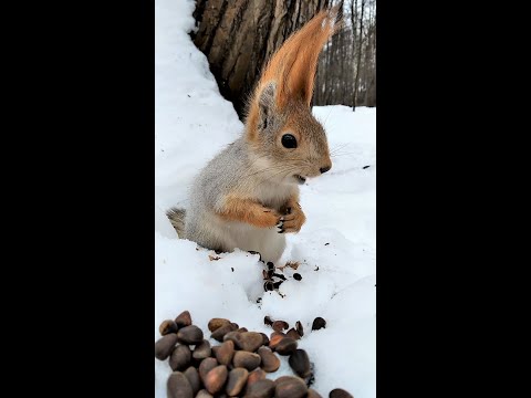 Video: Gdje žive veverice u prirodi?