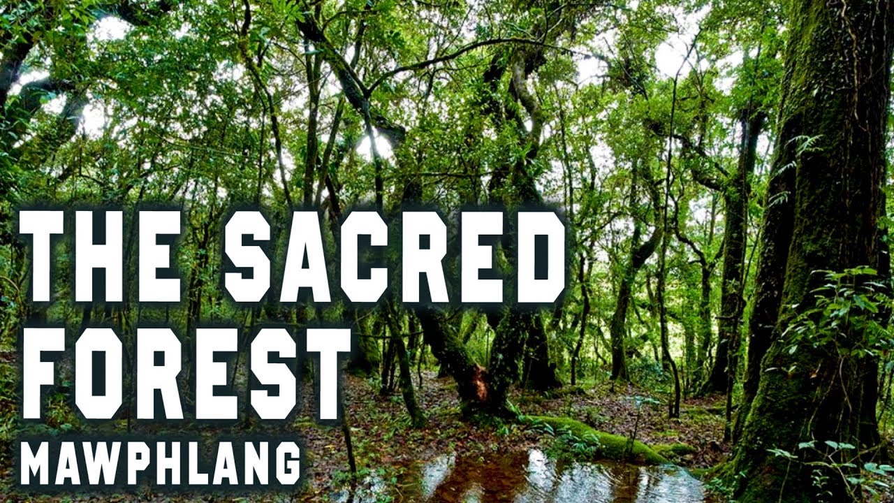 Mawphlang Sacred Forest (Shillong) - All You Need to Know BEFORE You Go  (with Photos) - Tripadvisor