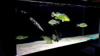 Cichla tank