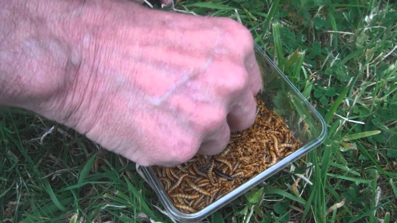 Ouderloos vogeltje heeft grote honger  Hungry bird )))))))  Птичка кушает  cмешно