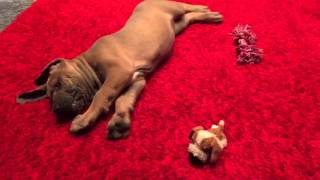 Fila brasileiro puppy - Cassie by LACCO 162 views 8 years ago 48 seconds