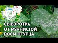 🥒 Огурцы - обработка сывороткой. Как бороться с болезнями огурцов народными средствами.