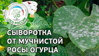 Как бороться с болезнями огурцов народными средствами. Обработка сывороткой.(Как избавиться от болезней растений огурца с помощью народных средств. Готовим раствор для опрыскивания..., 2016-06-20T08:59:26.000Z)