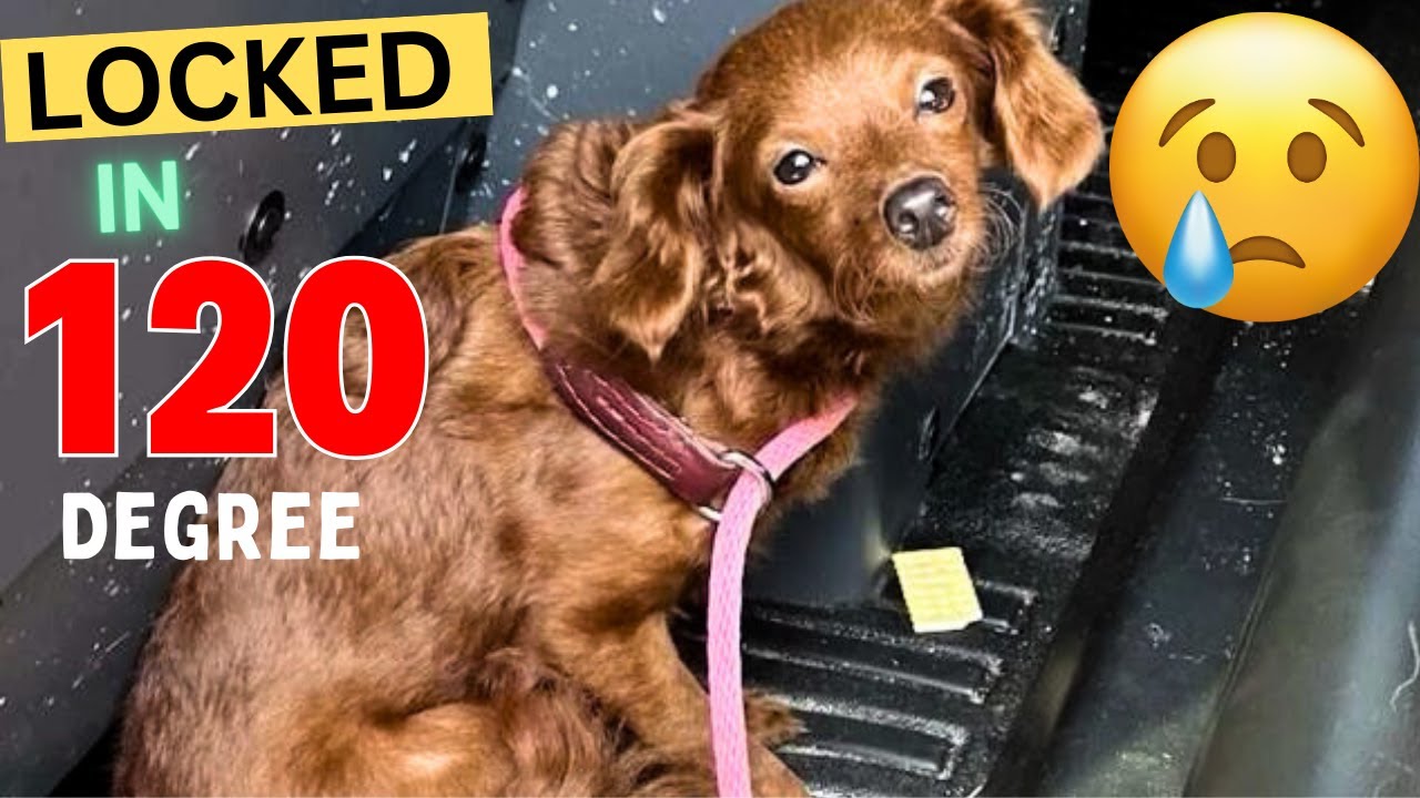 Dog locked in 120-Degree hot Car in Florida | show me dogs | #dogs ...