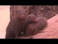 Dwarf Mongoose Pups at the Bronx Zoo