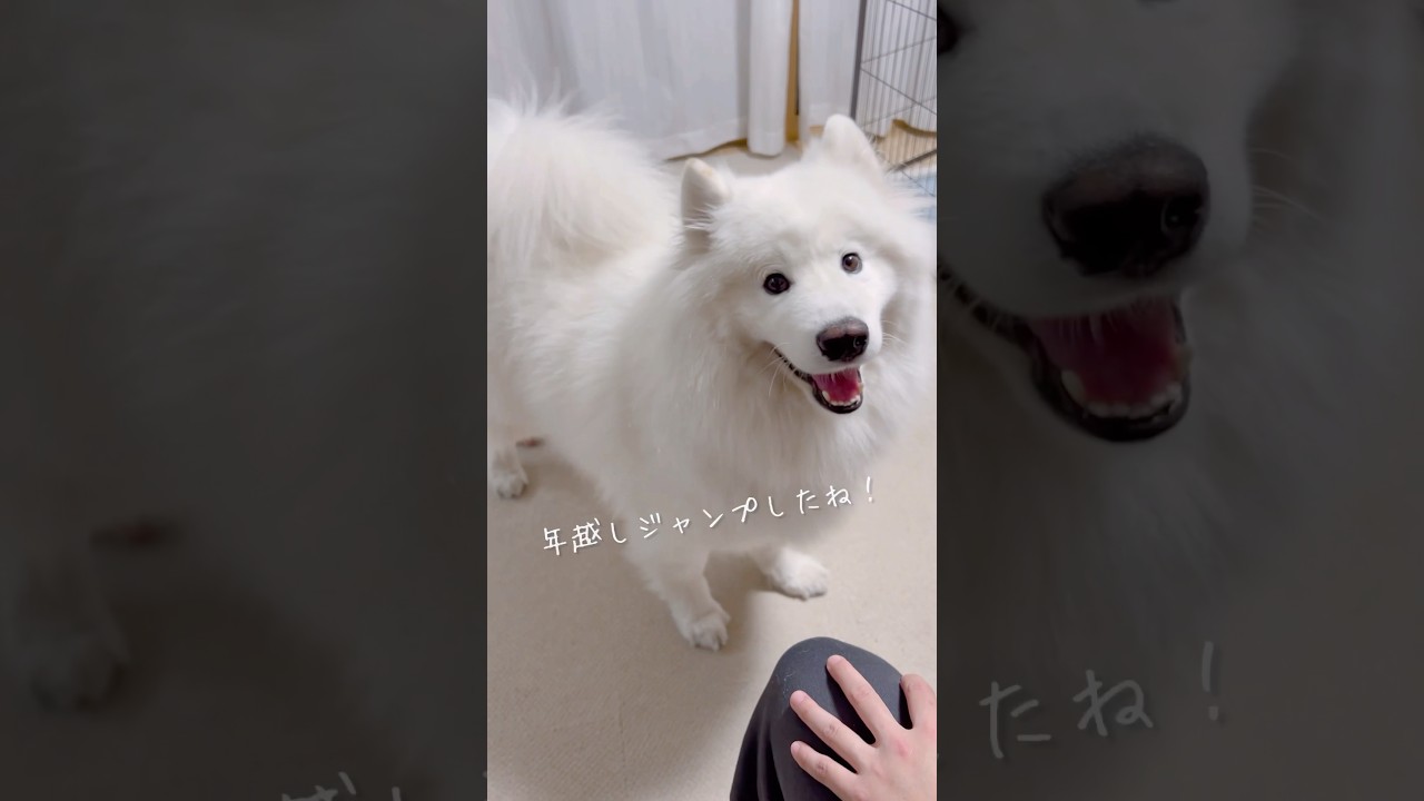大型犬と年越しジャンプしたら幸せでした #samoyed #サモエド - YouTube