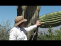 Saguaro Cactus and the Sonoran Desert Ecosystem