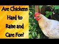 Are chickens hard to care for