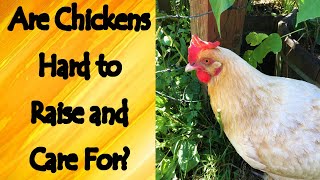 Are Chickens Hard to Care For?