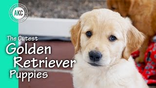The Cutest Golden Retriever Puppies