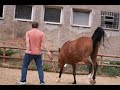 Respekt vom Pferd erhalten