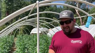 The Business of Cannabis Seeds and Genetics