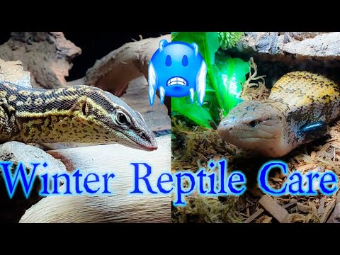 Winter Reptile Care Tips