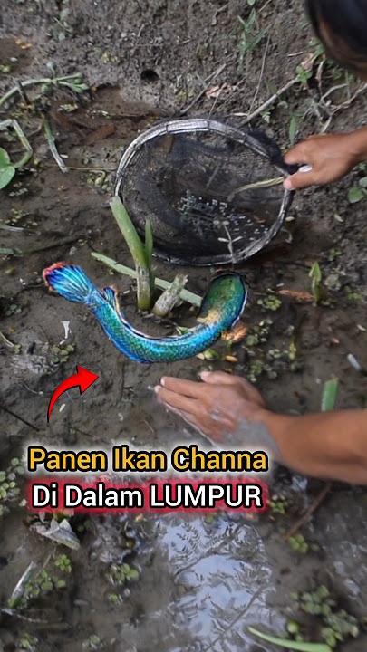 Berburu Ikan Channa Mahal Di Dalam Lumpur Sawah #petualangan #berburuikan #karohimin
