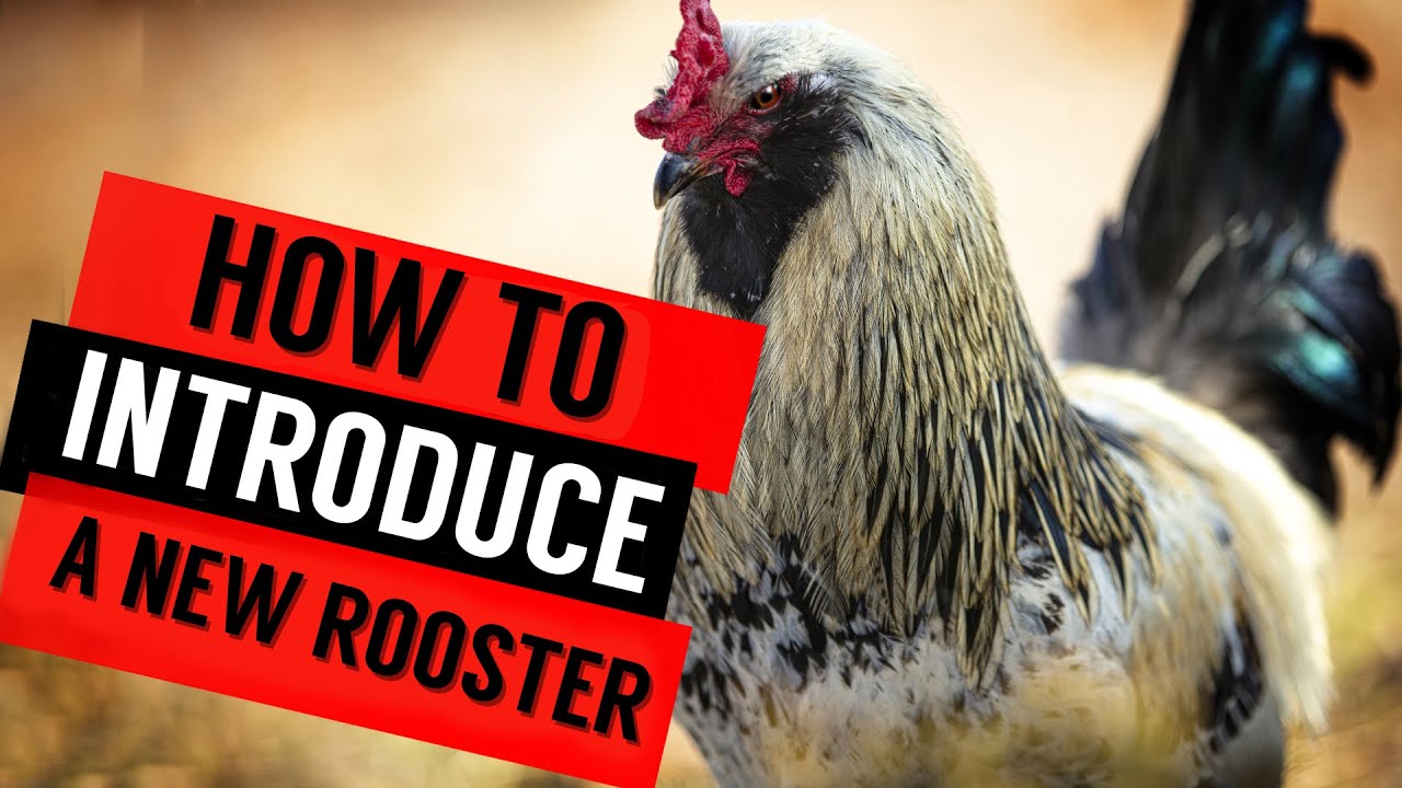 How to Introduce a Rooster to Hens? Seamless Integration Tips