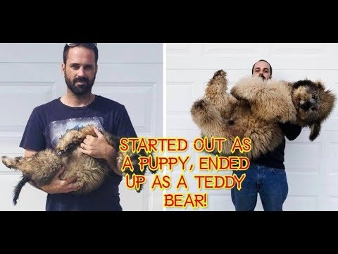 20 Touching Photos of Grown Up Puppies That Prove Time Runs Way Too Fast - YouTube
