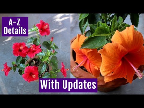 Video: Growing Hibiscus At Home And In The Garden