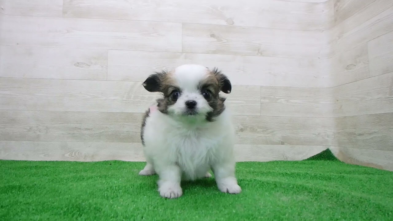 Coo&RIKU No.00747116 チワワ（ロングコート） - YouTube