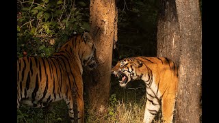 Tiger Fight - Between A Male & Female Tiger