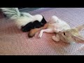 Middle of video
