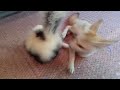End of video