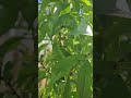 Peaches 🍑 Justin Bieber   #bieber #peaches #garden #fruit #home